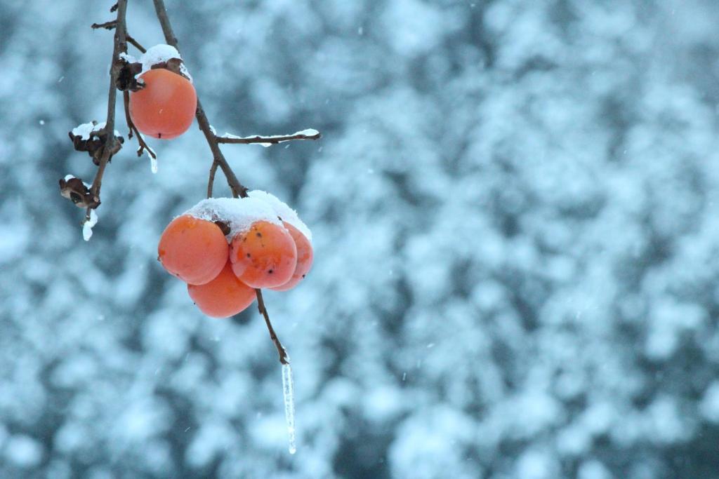 Fotografie z fotogalerie ubytování Nozawa Dream v destinaci Nozawa Onsen