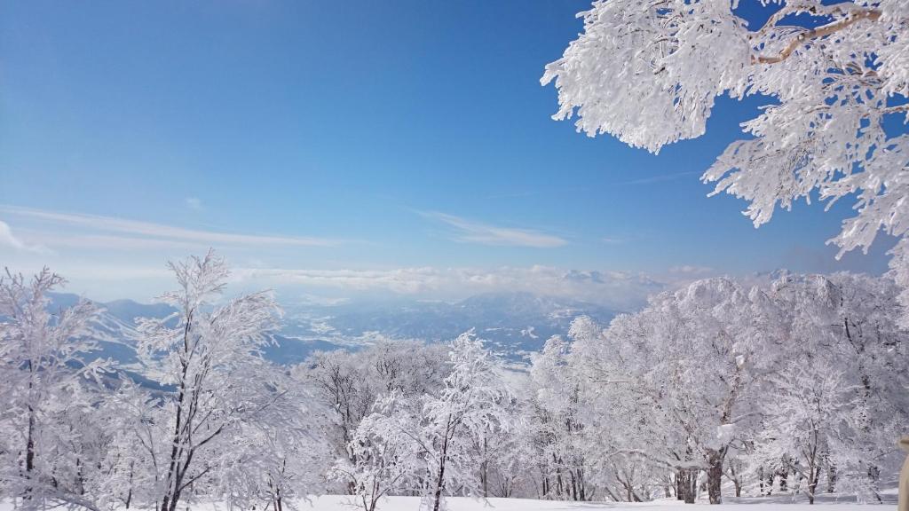 un groupe d'arbres recouvert de neige dans l'établissement Nozawa Dream, à Nozawa Onsen