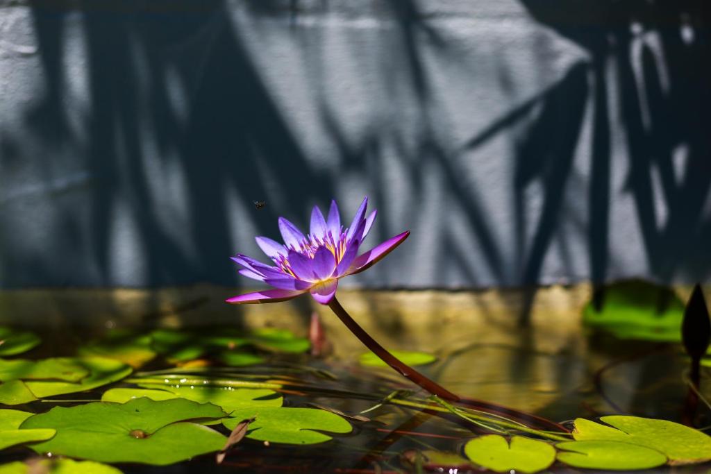 Zahrada ubytování Birch Resort Port Douglas