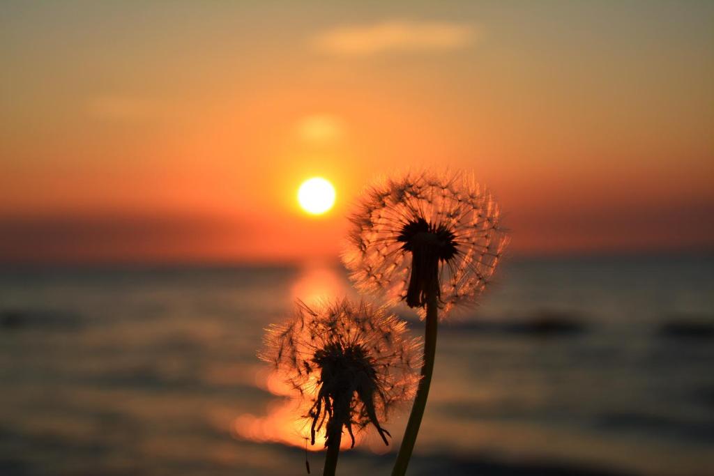 two flowers with the sunset in the background at Dmuchawiec Łukęcin in Łukęcin