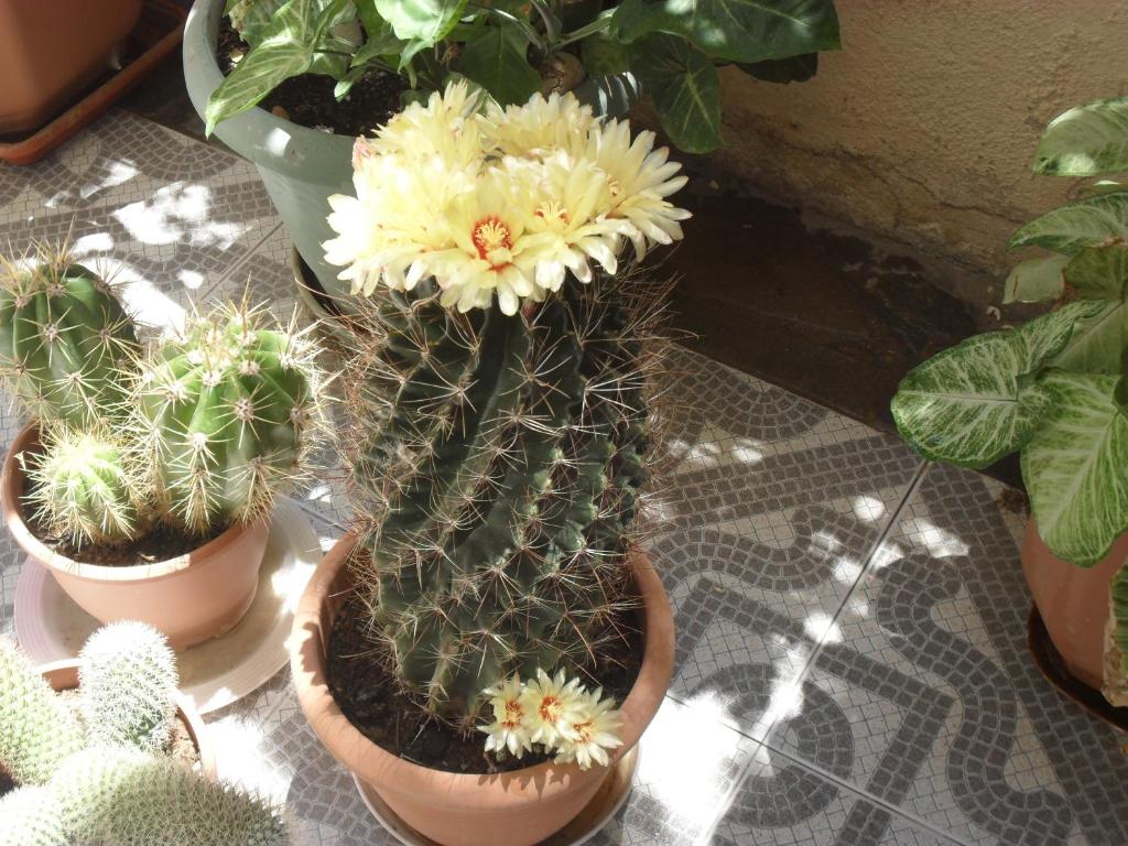 a group of potted plants sitting on a floor at La Santre Villa in Amoudara Herakliou