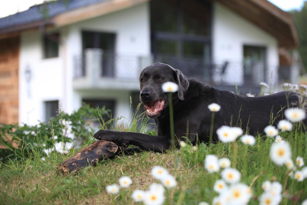 un cane nero steso sull'erba con dei fiori di Engadin Lodge PREMIUM & PRIVATE a Samnaun