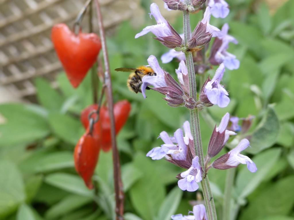 a bee on a purple flower with red peppers at La Maison Rouge in Chauvigny