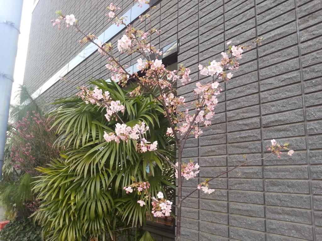 Zahrada ubytování Annex Katsutaro Ryokan