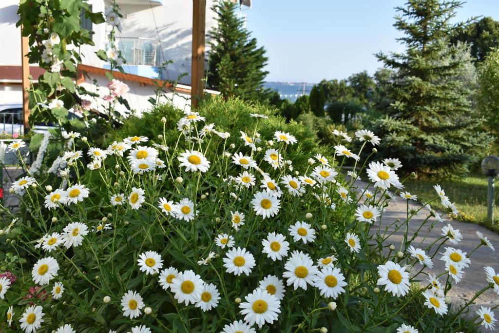 Zahrada ubytování Nushev Hotel