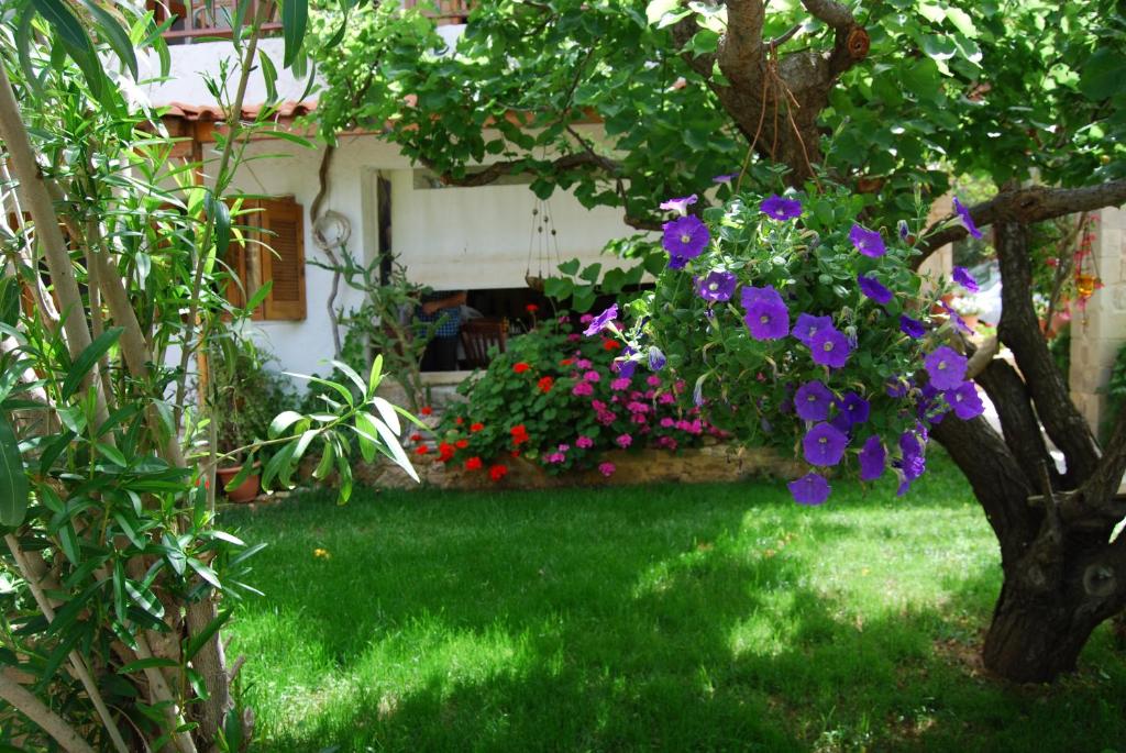 Zahrada ubytování Golden Sun Apartments