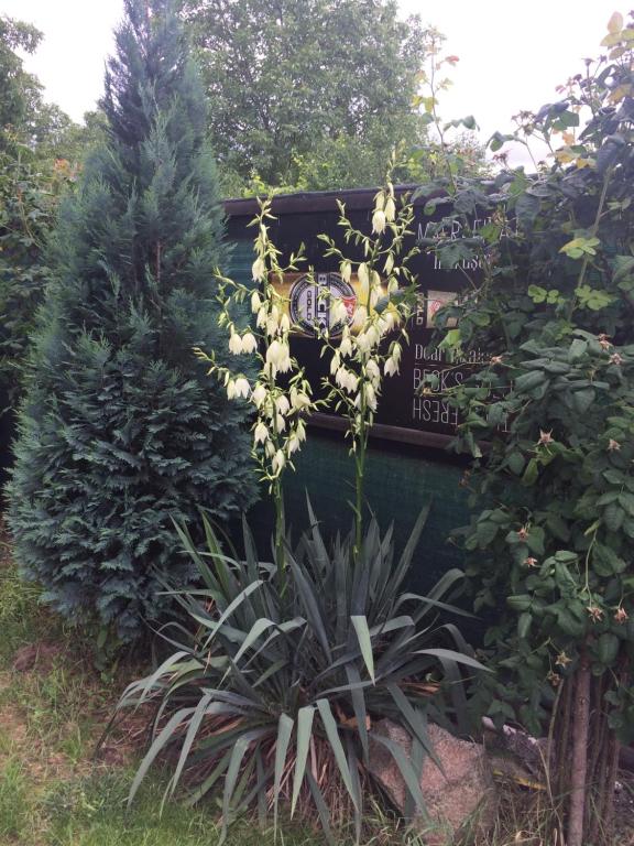 Zahrada ubytování Casa Roz