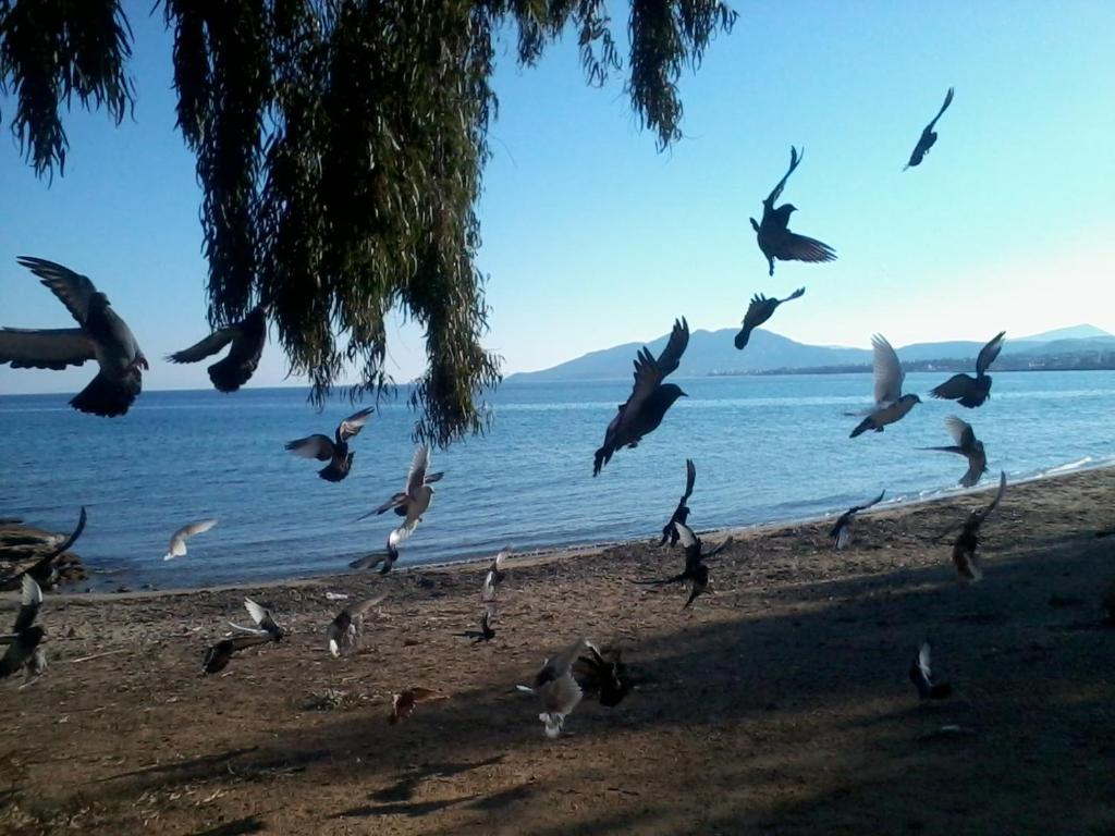 Crystal Home near Airport - 8