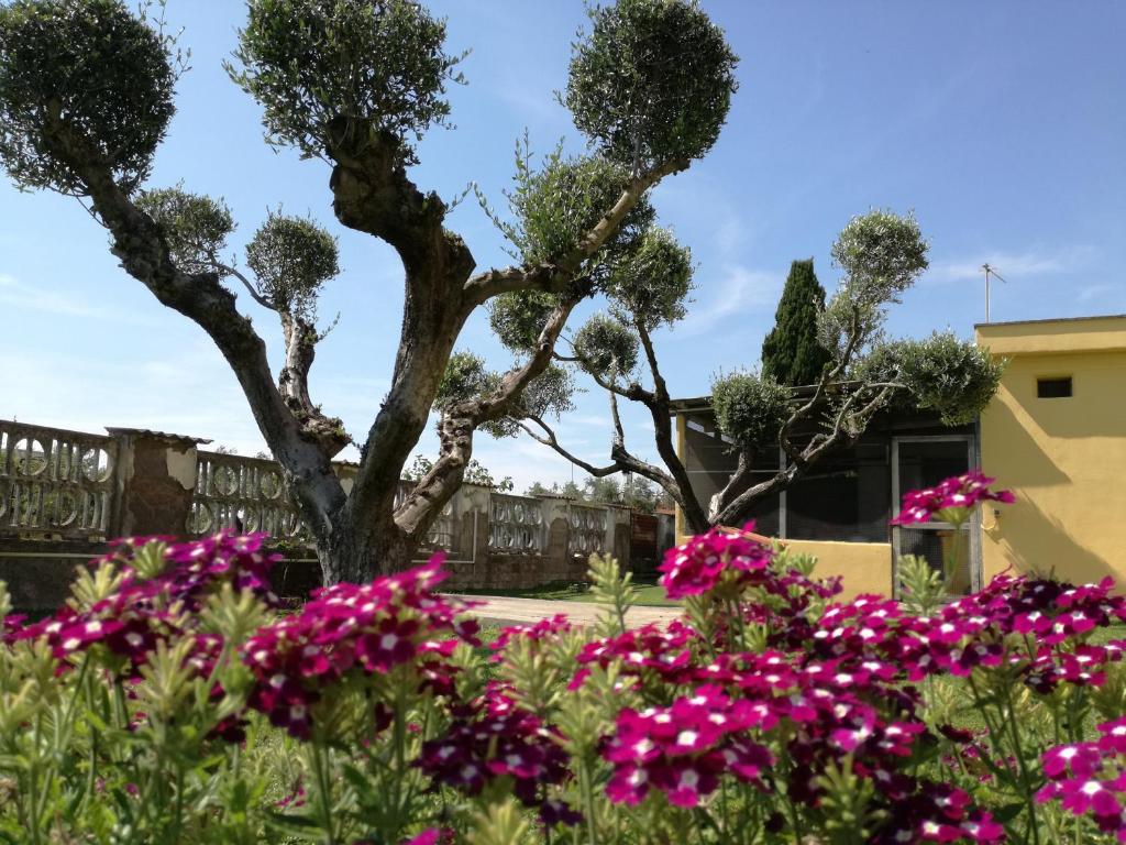 ネットゥーノにあるB&B Casa degli Uliviの建物前のピンクの花の木