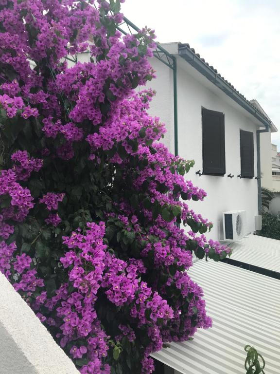 Zahrada ubytování Sara Apartments Baska Voda