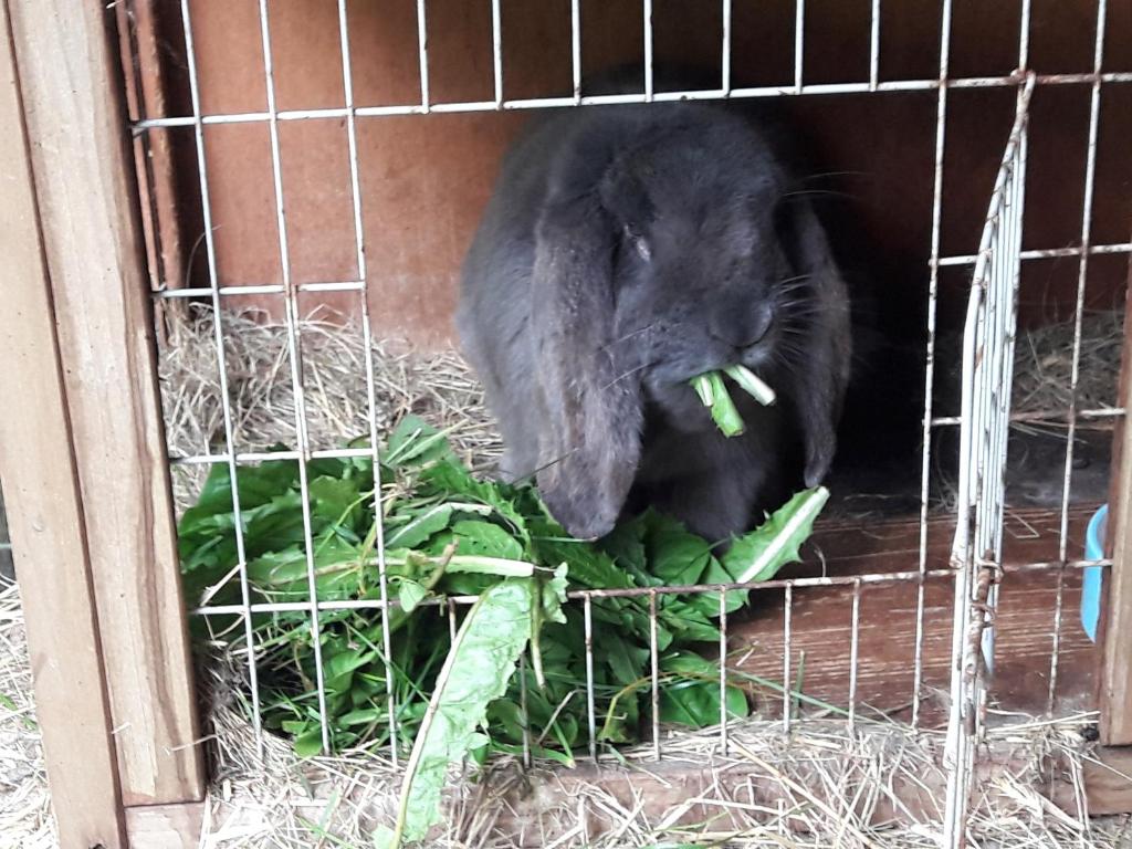 Zvířata v penzionu nebo okolí