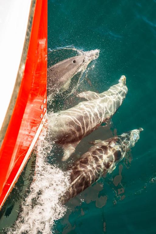 Bella Vista Motel Te Anau - Resim 40