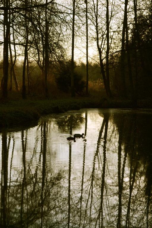 a duck swimming in a pond with trees at La Maison de l'Omignon in Vermand