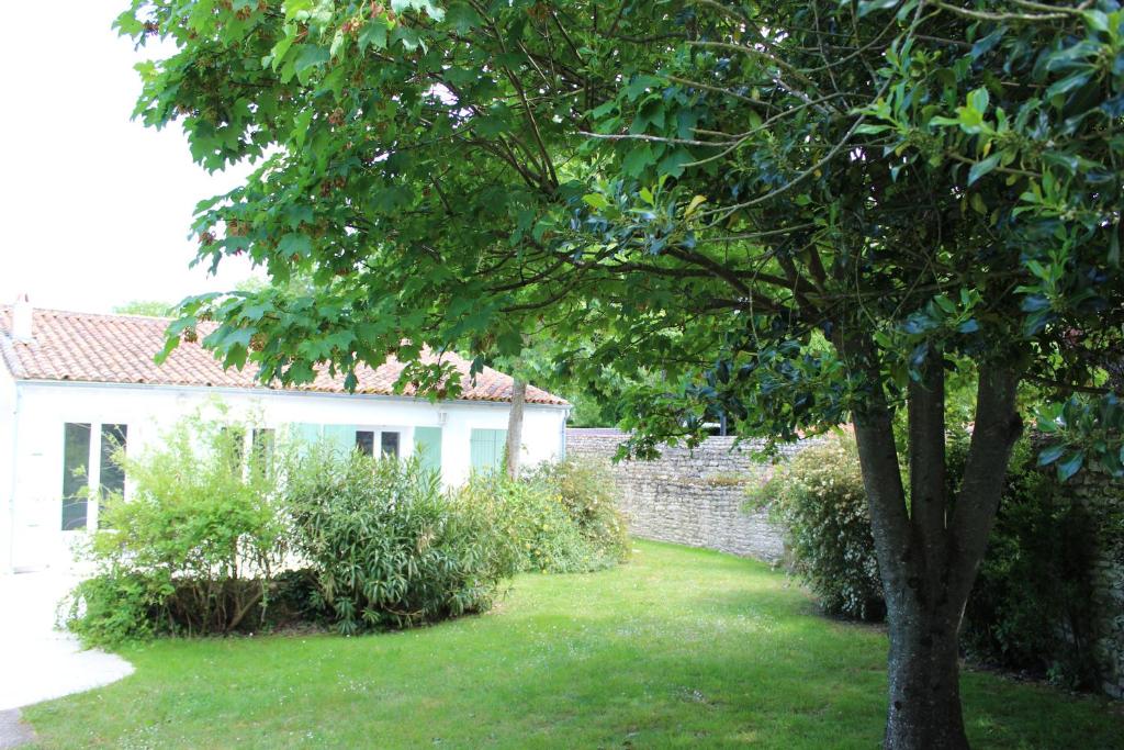 un árbol en un patio al lado de un edificio en Clos du Pere Ignace, en Saint-Martin-de-Ré