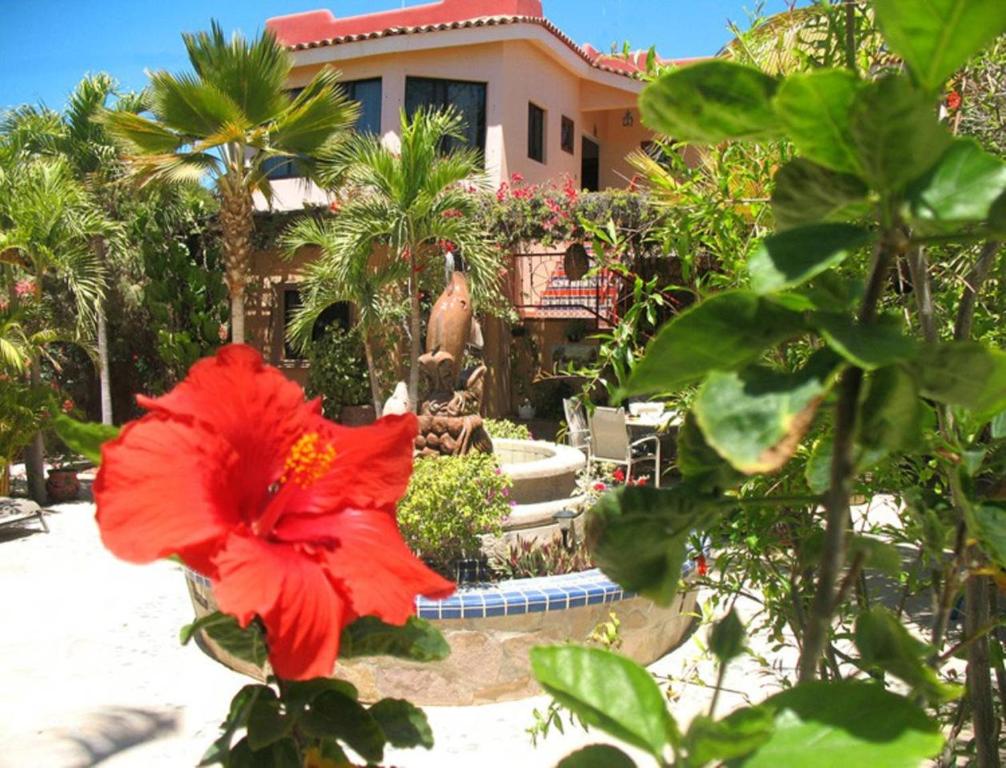 a red flower in front of a house at Hacienda De Palmas in La Ribera