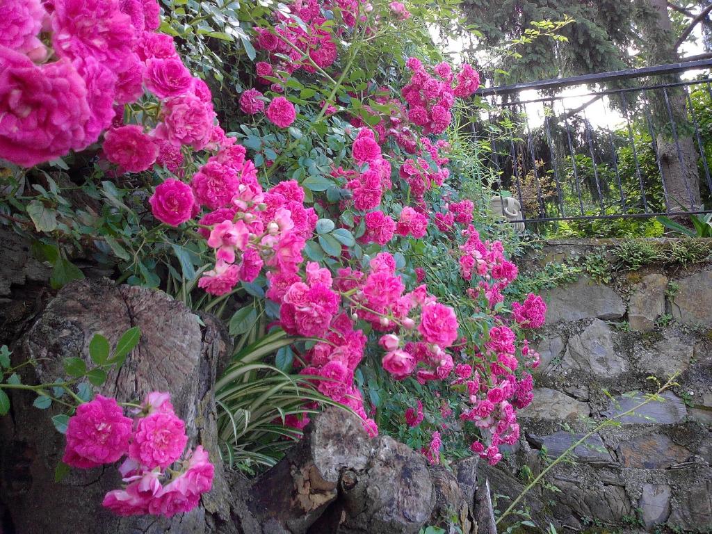 A garden outside B&B I Glicini