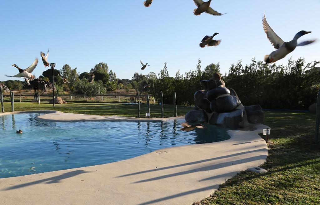 un groupe d’oiseaux volant au-dessus d’un bassin d’eau dans l'établissement Ardea Purpurea, à Villamanrique de la Condesa