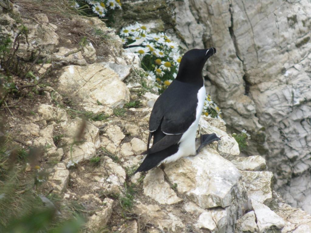 Shearwater photo