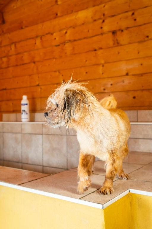 Fotografie z fotogalerie ubytování Hotel, Restaurant, Café Pharisäerhof - Nordseeurlaub mit Hund v destinaci Nordstrand