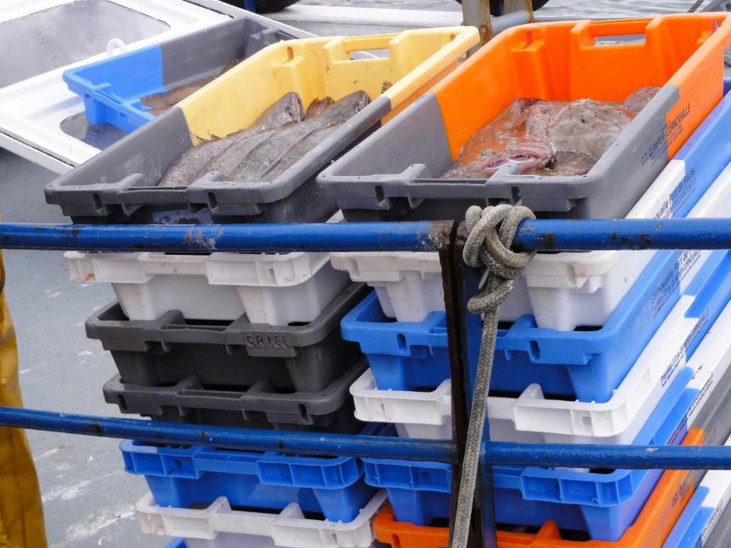 a row of crates with fish in them at les volets bleus in Saint-Guénolé