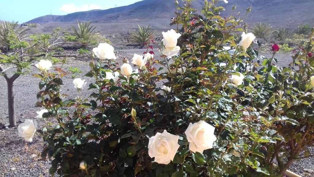 a bush of white roses with mountains in the background at Finca Los Rosales in Lajita