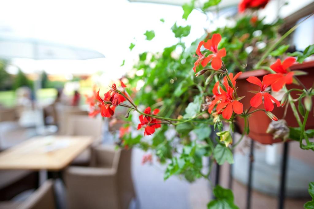 Hotel Rezydencja Solei - Resim 45