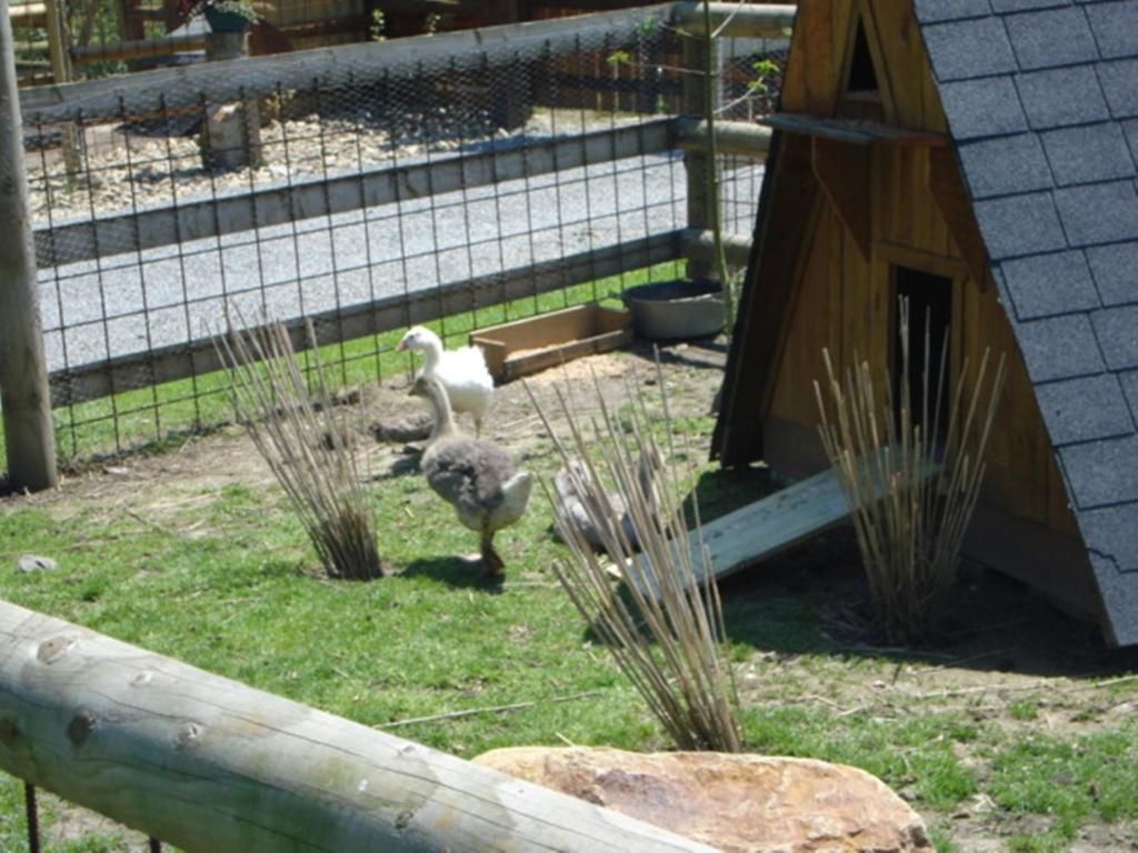 Zahrada ubytování Camping Saint Michel