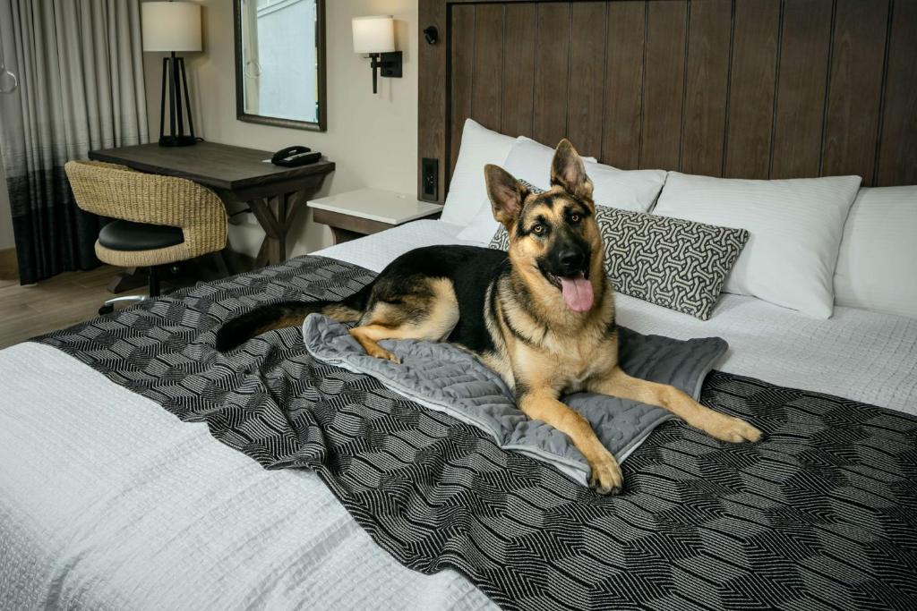 Domácí mazlíčci ubytovaní s hosty v ubytování Beachfront Inn