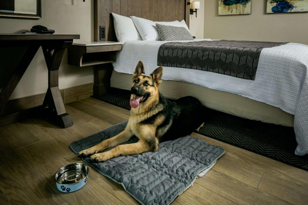 Domácí mazlíčci ubytovaní s hosty v ubytování Beachfront Inn