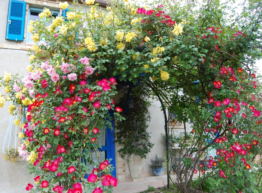 a bunch of flowers on a building with a blue door at B&B Vento di Rose in Monterubbiano