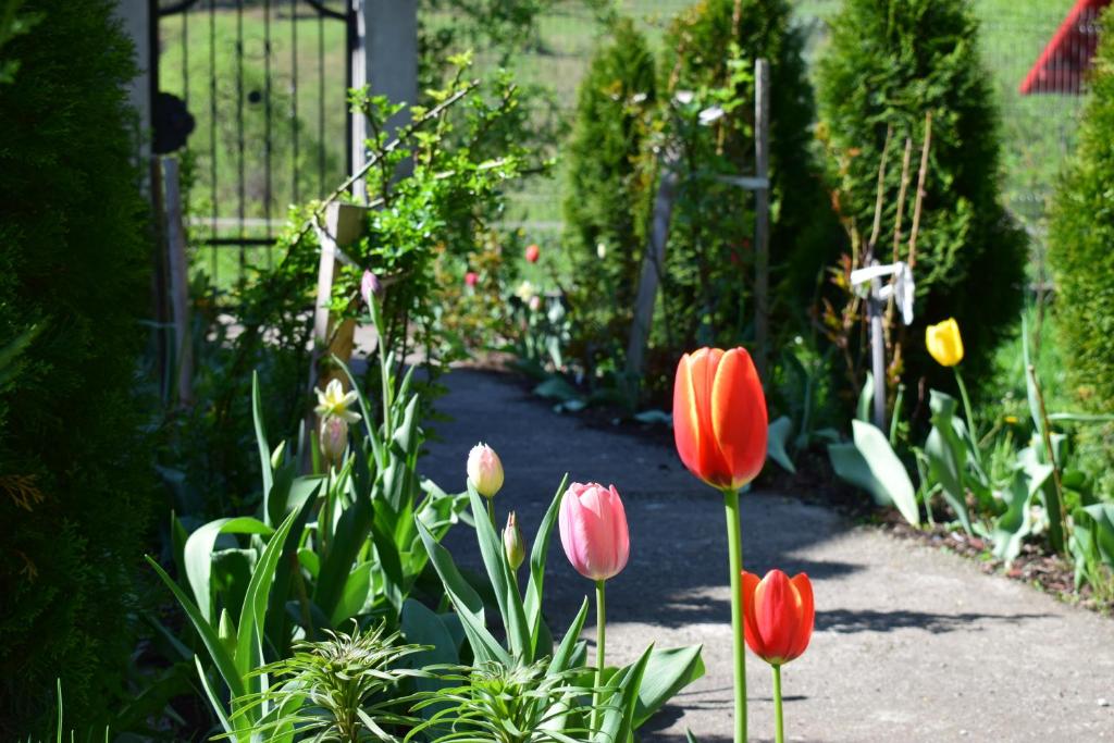Zahrada ubytování Casa VIV