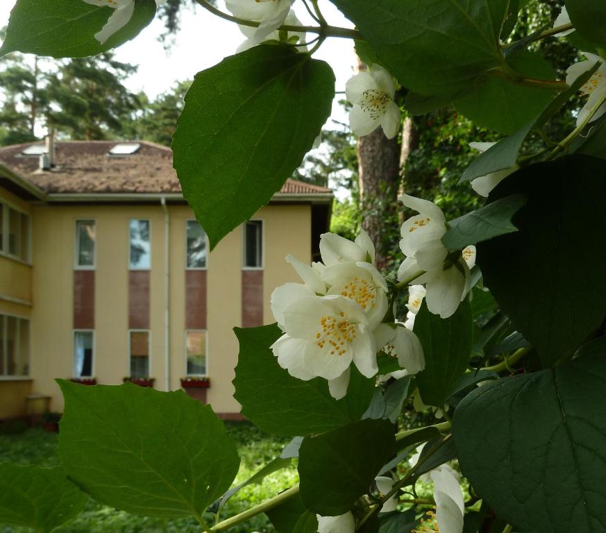 a tree with white flowers in front of a building at Guest House on Korolyova in Ramenskoye