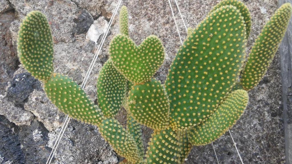un cactus verde che cresce su una roccia di Mauripe a Misterbianco