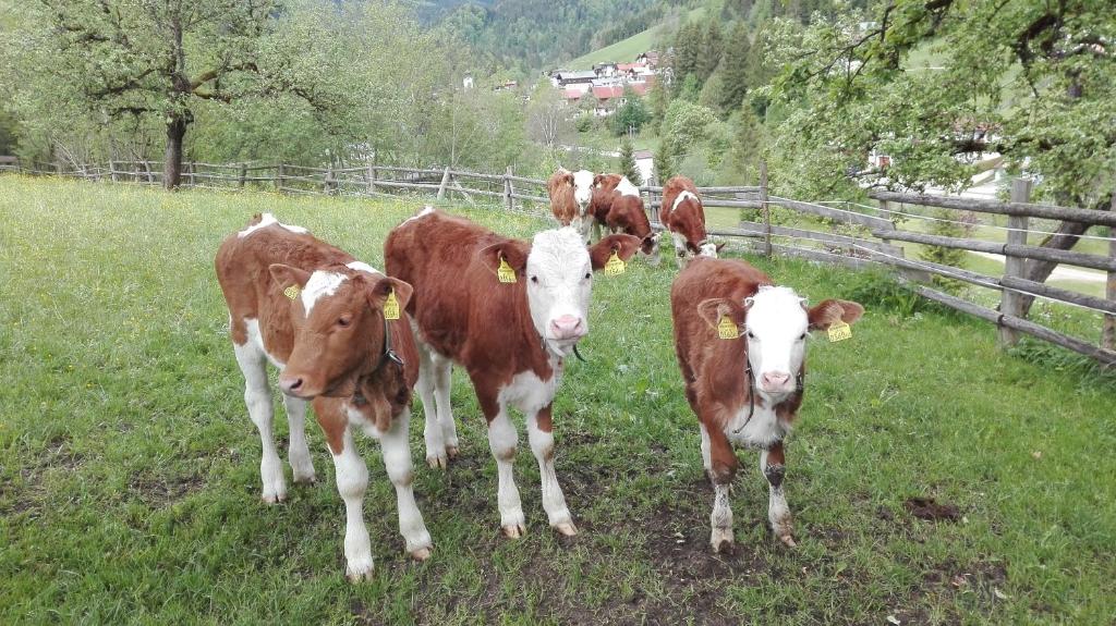 Zvieratá v apartmáne alebo blízkom okolí