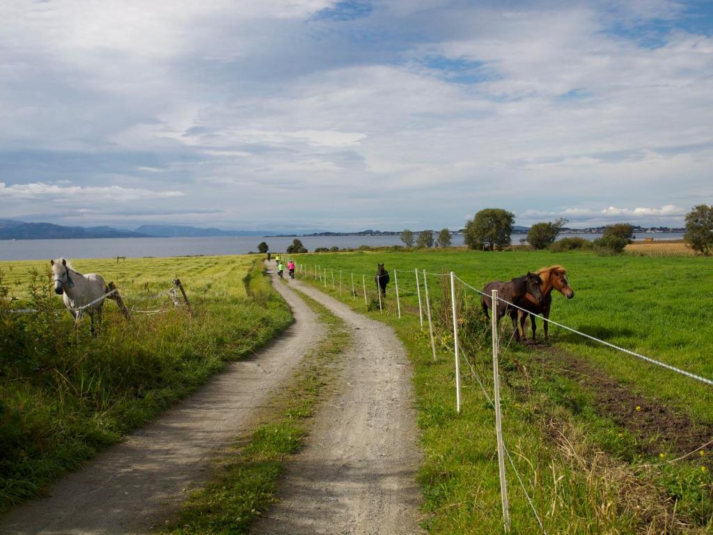 uma estrada de terra num campo com duas vacas em Kårstua - Austrått Agroturisme em Austrått