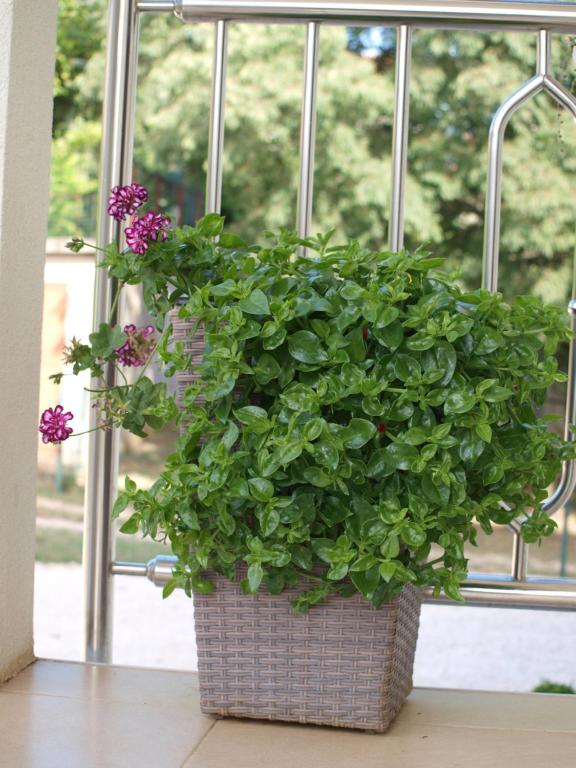 Vonkajšia záhrada v ubytovaní Apartments MiraSol