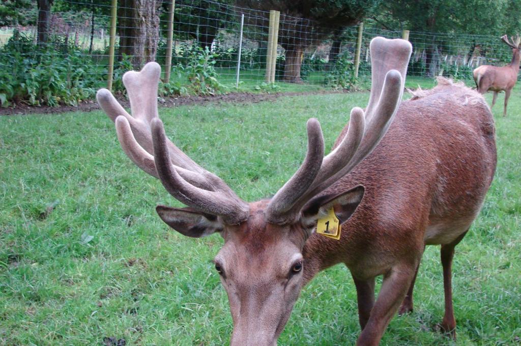 McIvor Lodge - Resim 11