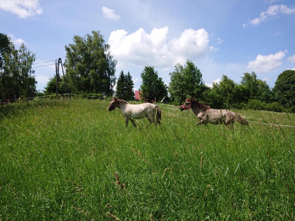 Zvieratá v apartmáne alebo blízkom okolí