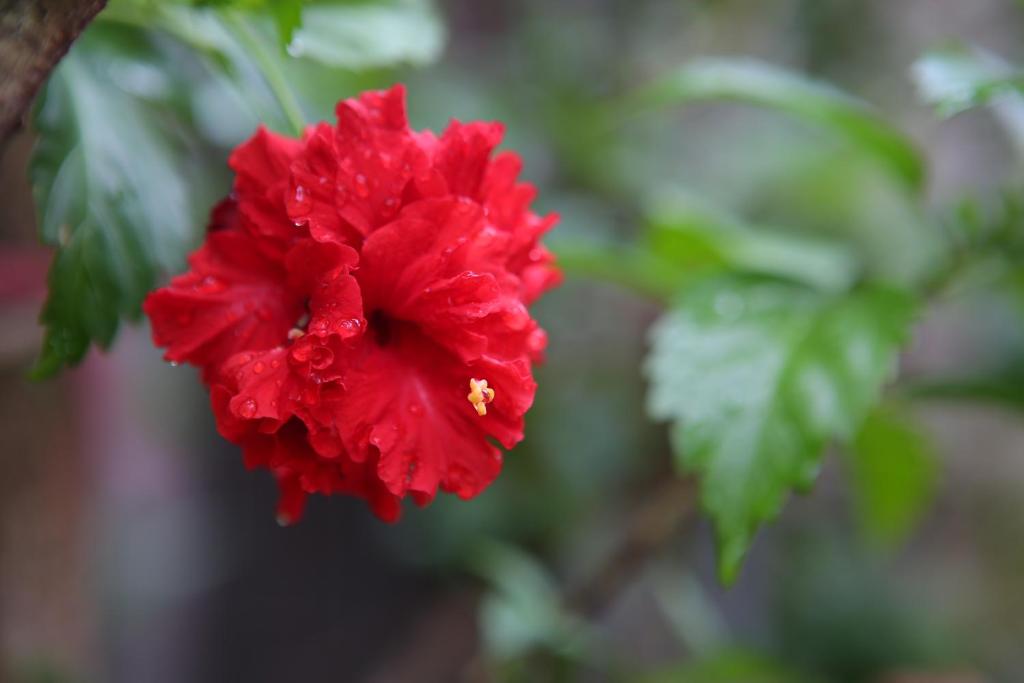 a red flower with a bee on it at Chiayi Crown Hotel in Chiayi City