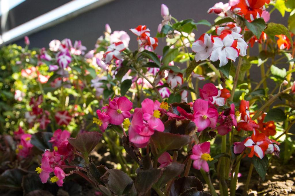 A garden outside Amalia Rooms Sea View