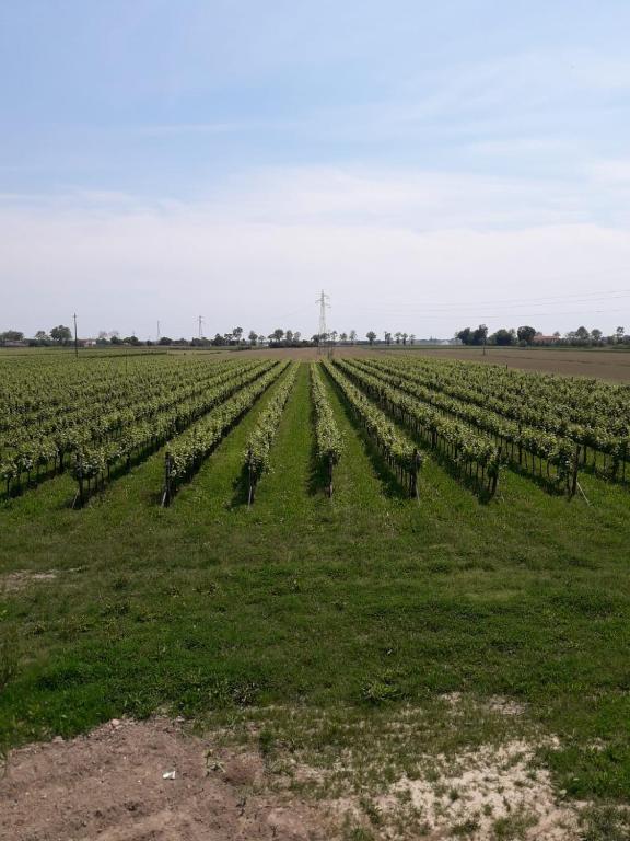 Zdjęcie z galerii obiektu Tenuta Crescentini-ValleMura ,appartamenti con entrata indipendente w mieście San Donà di Piave