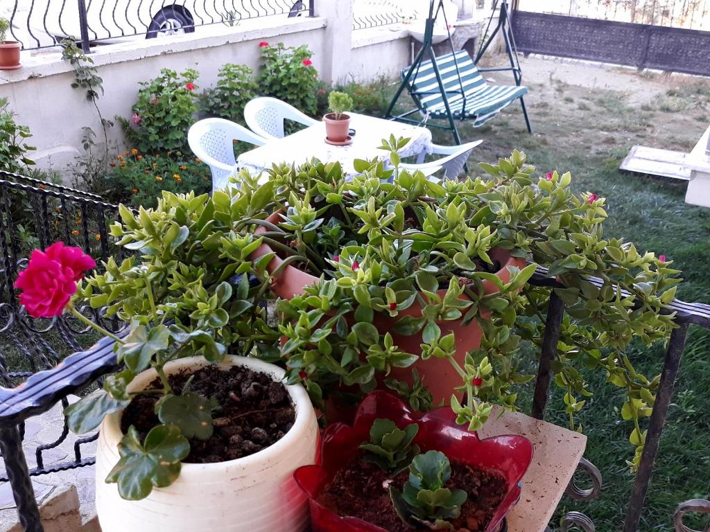 Zahrada ubytování Cerit Pansiyon