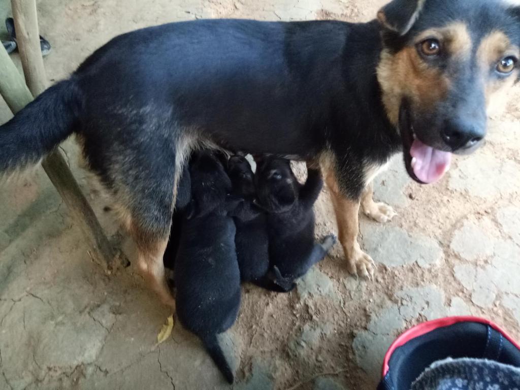 Domácí mazlíčci ubytovaní s hosty v ubytování Phong Nha Rice Field Homestay