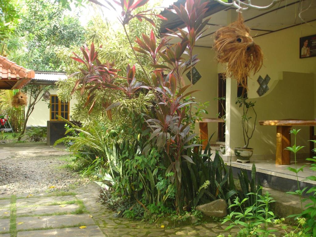 a garden with plants in front of a house at Penginapan Sedap Malam in Lovina