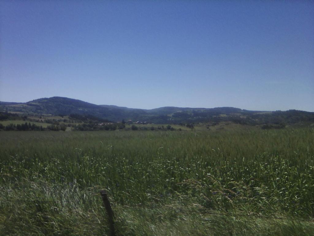 un champ de hautes herbes avec des montagnes en arrière-plan dans l'établissement Gite familial à proximité d'une mini ferme, à Saint-Haon