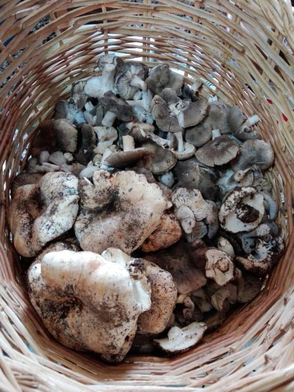 Kép Antigua Casa Pepo y Casa Marieta szállásáról Herbés városában a galériában