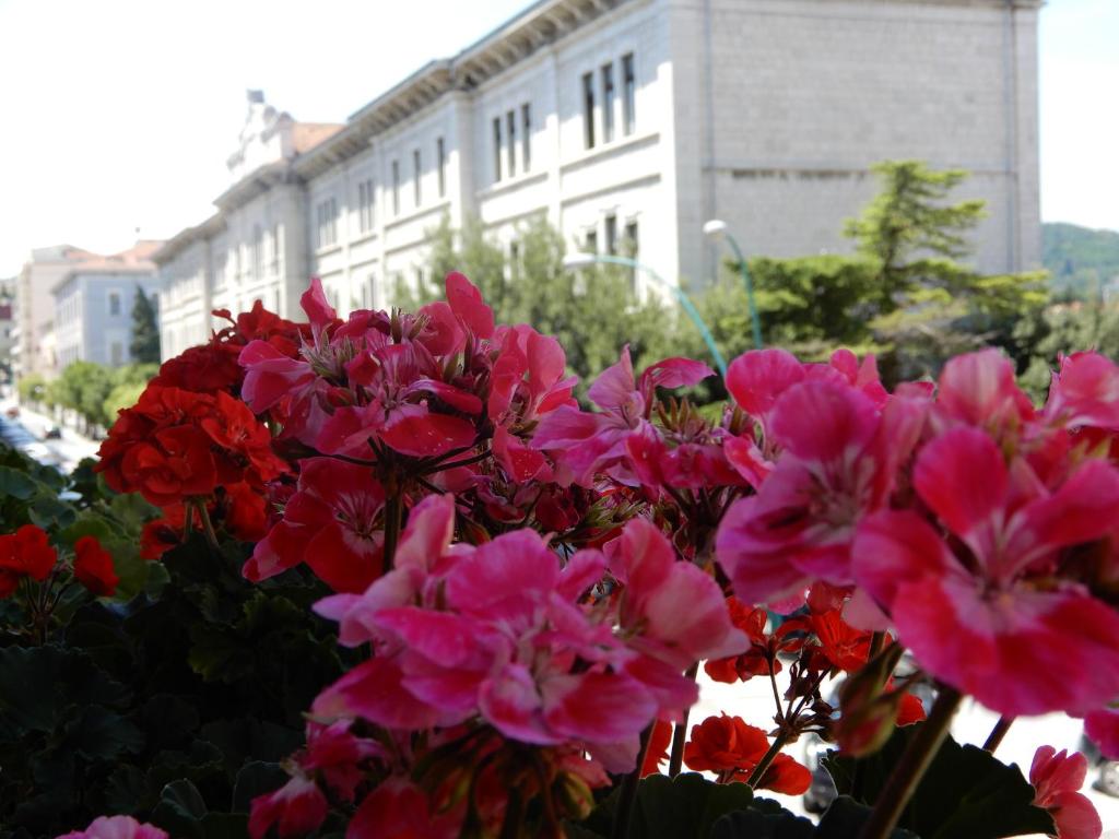 a bunch of pink flowers in front of a building at Luciano And Son in Campobasso