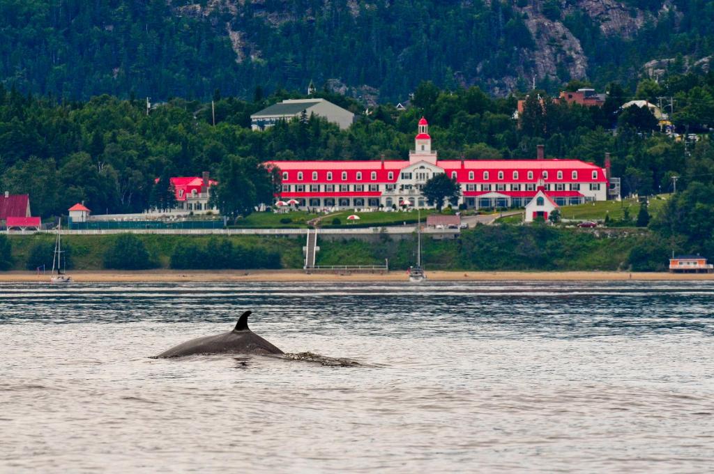Ein Wal schwimmt im Wasser vor einem Gebäude in der Unterkunft Hotel Tadoussac in Tadoussac