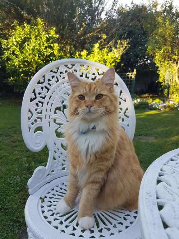 The Saddlery - Resim 21