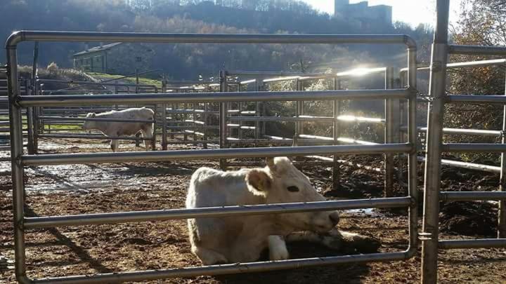 Zvieratá na farme alebo blízkom okolí